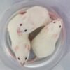 My mouse research is causing me stress. How can I become more resilient?