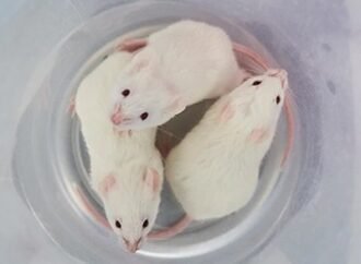 My mouse research is causing me stress. How can I become more resilient?