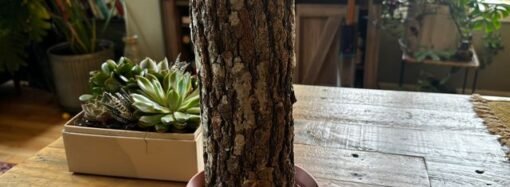 My year growing mushrooms wrong
