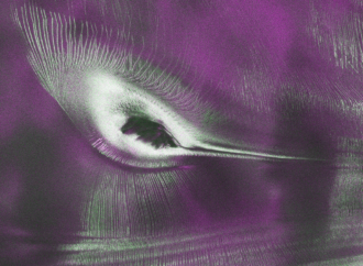 NISAR L-band radar reveals ‘hummingbird’ in Antarctica – NASA Science