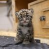 New clouded leopard cub is the size of a loaf of bread