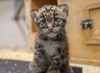 New clouded leopard cub is the size of a loaf of bread
