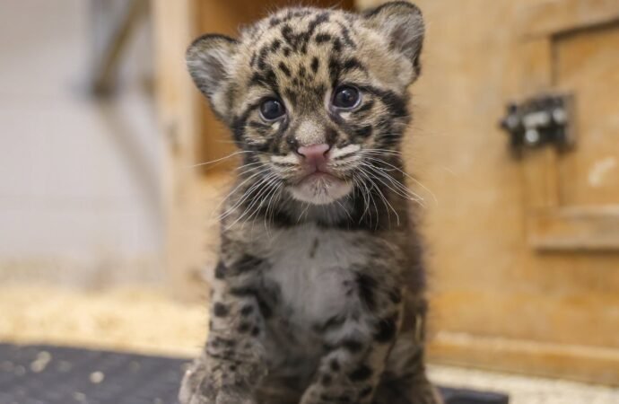New clouded leopard cub is the size of a loaf of bread