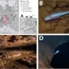 New eyeless ‘demon cavefish’ discovered in Alabama named after mythological Demogorgon
