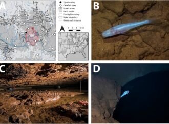 New eyeless ‘demon cavefish’ discovered in Alabama named after mythological Demogorgon