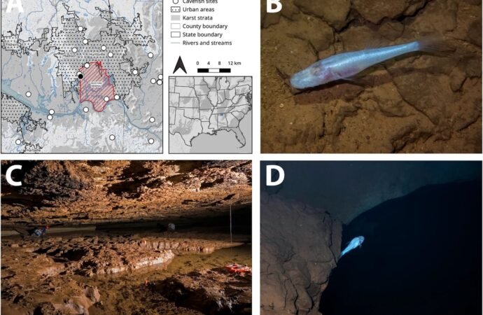 New eyeless ‘demon cavefish’ discovered in Alabama named after mythological Demogorgon