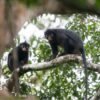 New species of orange-lipped monkey found ‘hidden’ in a forest in the Democratic Republic of the Congo