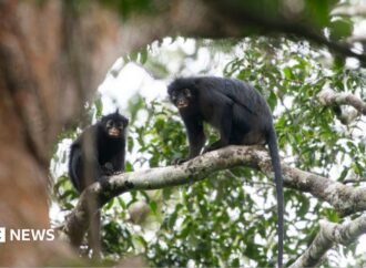 New species of orange-lipped monkey found ‘hidden’ in a forest in the Democratic Republic of the Congo