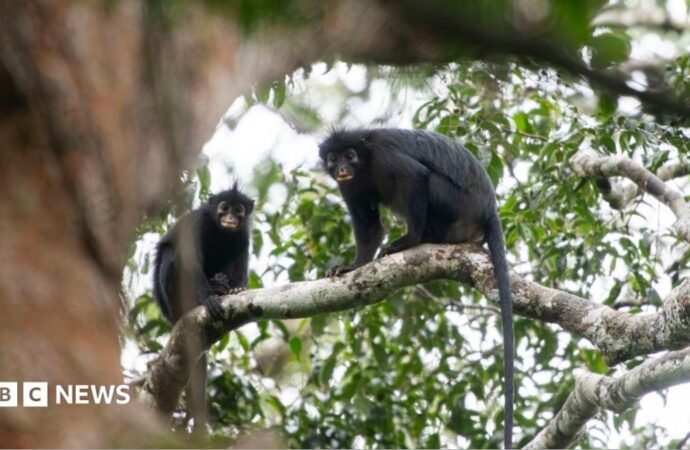 New species of orange-lipped monkey found ‘hidden’ in a forest in the Democratic Republic of the Congo