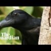 No, crows don’t clean up cigarette butts in Sweden