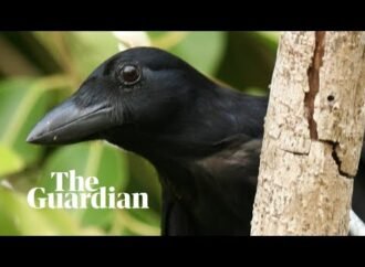 No, crows don’t clean up cigarette butts in Sweden