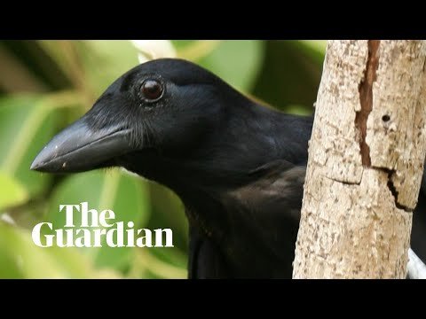 No, crows don’t clean up cigarette butts in Sweden