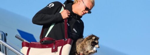 Norwegian Erling Haaland brought home a stuffed raccoon for $750 from the World Cup