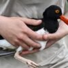 Oystercatchers, known for their sharp beaks and bright eyes, are making a comeback thanks to conservation