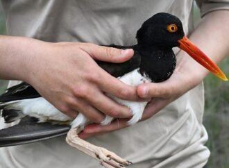 Oystercatchers, known for their sharp beaks and bright eyes, are making a comeback thanks to conservation