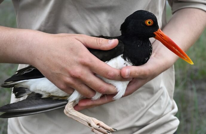Oystercatchers, known for their sharp beaks and bright eyes, are making a comeback thanks to conservation