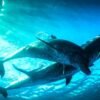 PBS and BBC Prepare New Evolution Science Series ‘Nova’ Tracking ‘Life’s Epic Journey’ (EXCLUSIVE)