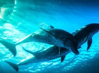 PBS and BBC Prepare New Evolution Science Series ‘Nova’ Tracking ‘Life’s Epic Journey’ (EXCLUSIVE)
