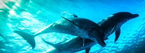 PBS and BBC Prepare New Evolution Science Series ‘Nova’ Tracking ‘Life’s Epic Journey’ (EXCLUSIVE)