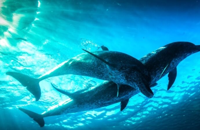 PBS and BBC Prepare New Evolution Science Series ‘Nova’ Tracking ‘Life’s Epic Journey’ (EXCLUSIVE)