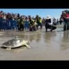 Pancake, the sea turtle rescued and released on Coney Island beach