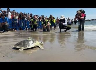 Pancake, the sea turtle rescued and released on Coney Island beach