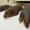 Pangolins are the most trafficked mammal in the world. A nearly 200-year-old specimen could help.