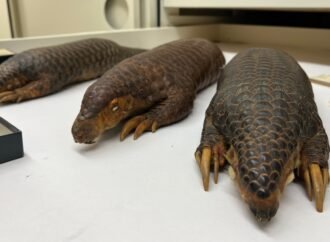 Pangolins are the most trafficked mammal in the world. A nearly 200-year-old specimen could help.