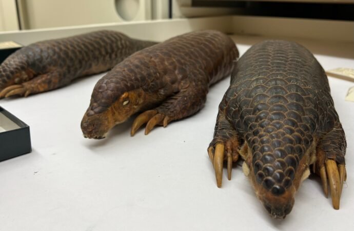 Pangolins are the most trafficked mammal in the world. A nearly 200-year-old specimen could help.