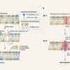 Plant membranes transport lipids to stay firm under thermal stress