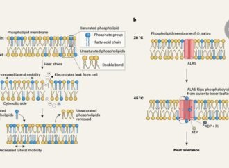 Plant membranes transport lipids to stay firm under thermal stress