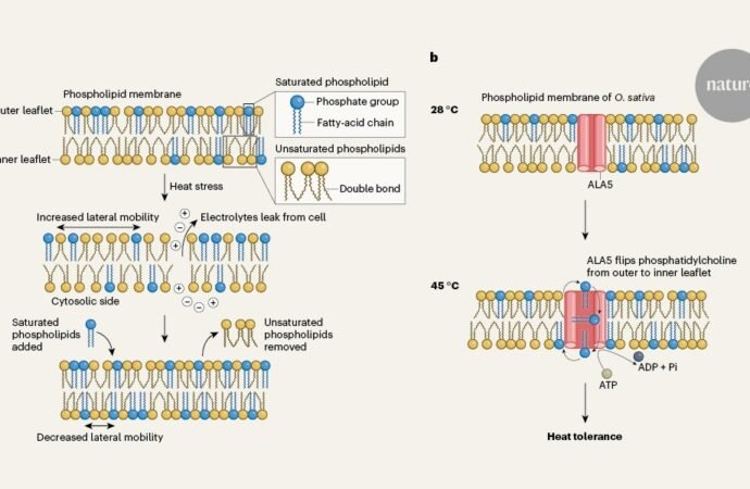 Plant membranes transport lipids to stay firm under thermal stress