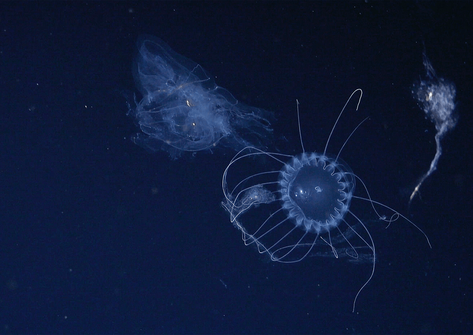 A large jellyfish feeds on a smaller one.