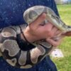 Pythons’ Extreme Biology May Hold Clues to Treating Human Diseases