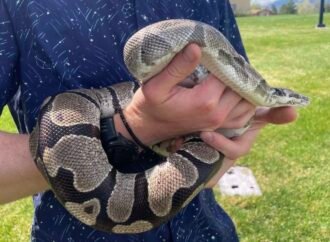 Pythons’ Extreme Biology May Hold Clues to Treating Human Diseases