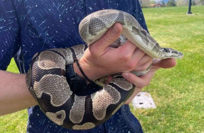 Pythons’ Extreme Biology May Hold Clues to Treating Human Diseases