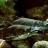 Rare contagious cancer discovered in wild catfish