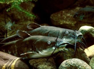 Rare contagious cancer discovered in wild catfish