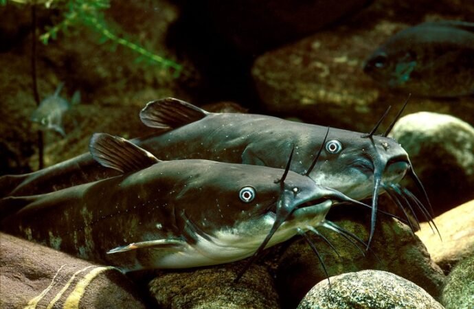 Rare contagious cancer discovered in wild catfish