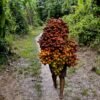 Regenerate relationships between people and nature to counteract biocultural erosion in the Amazon