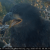 Sandy and Luna return to the nest after a great day of flying