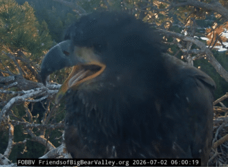 Sandy and Luna return to the nest after a great day of flying