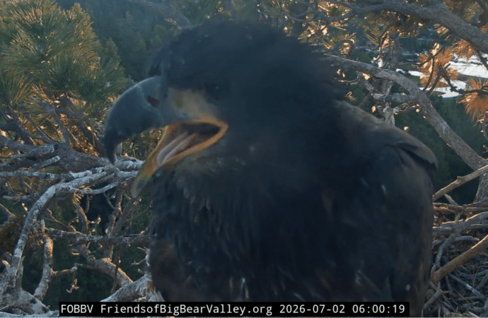 Sandy and Luna return to the nest after a great day of flying