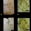 Scientists have identified a new fossil species of axolotl in Mexico