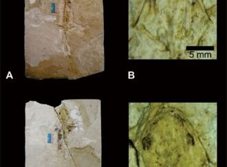 Scientists have identified a new fossil species of axolotl in Mexico