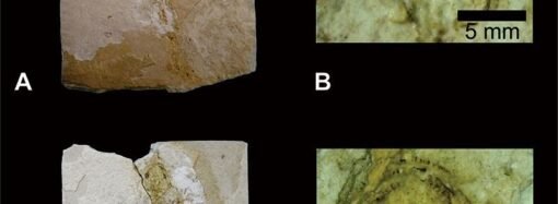 Scientists have identified a new fossil species of axolotl in Mexico