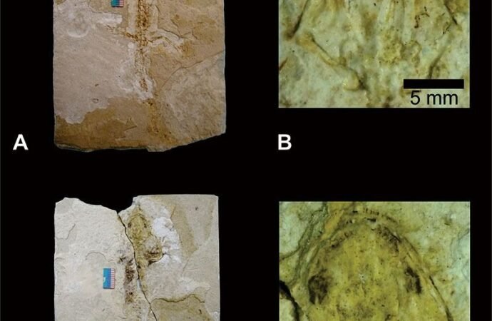 Scientists have identified a new fossil species of axolotl in Mexico