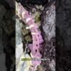Sea otter bones can turn purple