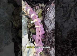 Sea otter bones can turn purple