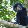 See: What we know about newly discovered monkey species
